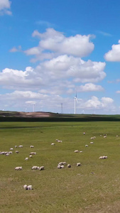 航拍羊群吃草内蒙古视频