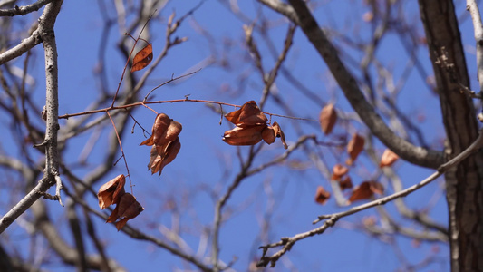 大自然落叶枯木冬季天空刮风视频