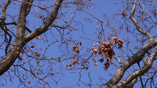 大自然落叶枯木冬季天空刮风视频