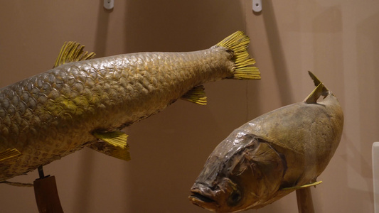 鱼类标本鱼类雕塑雕像视频