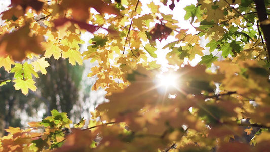 阳光透过树叶视频