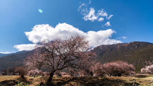 8K西藏林芝5A景区索松村桃花延时视频