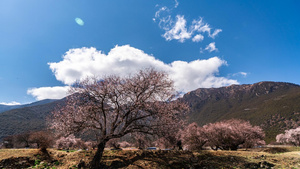 8K西藏林芝5A景区索松村桃花延时13秒视频