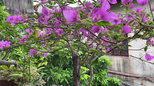 三角梅 花 盆景视频