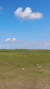 航拍羊群吃草畜牧业视频