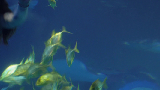 大自然水世界生态平衡海洋鱼类视频