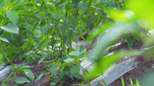 4k菜地里的绿色蔬菜辣椒20秒视频