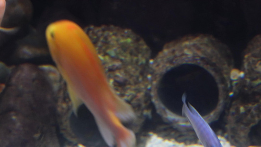 鱼类三湖慈鲷彩色热带鱼水族视频