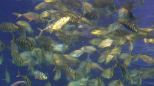鱼群深海神秘水下热带鱼视频