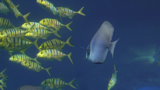 鱼群深海神秘水下热带鱼视频