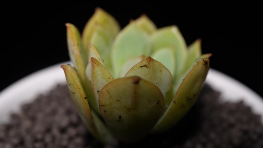 代伦多肉植物盆栽绿植视频