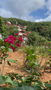 三角梅 花 盆景视频