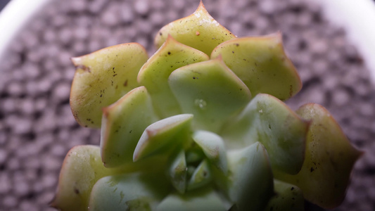 代伦多肉植物盆栽绿植视频