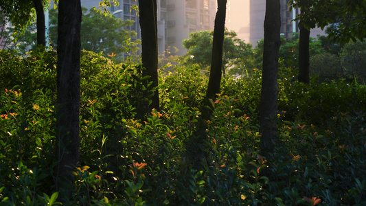 人与自然树林园林绿化公园夕阳阳光视频