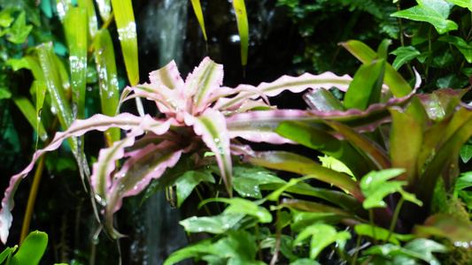 雨林缸造景热带植物观赏视频
