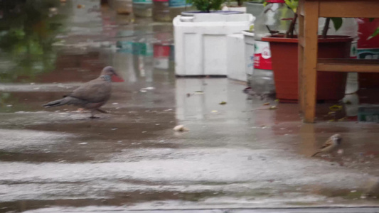 雨天鸽子落在地下视频