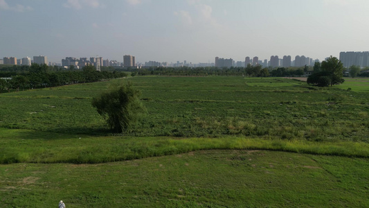 大草原一棵大树景区一棵树视频