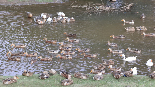 鸭子养殖  河边鸭子视频