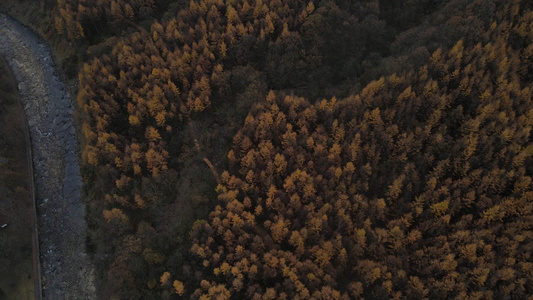 四川光雾山的森林景观[紫雾]视频