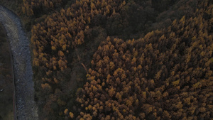 四川光雾山的森林景观40秒视频
