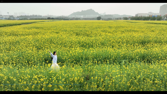 4K油菜花花海里的少女航拍视频