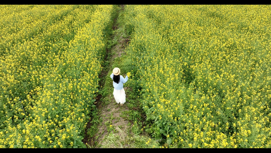 4K油菜花花海里的少女航拍视频