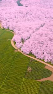 航拍樱花合集贵州樱花视频