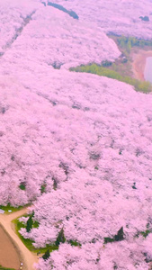 航拍樱花合集贵州樱花视频