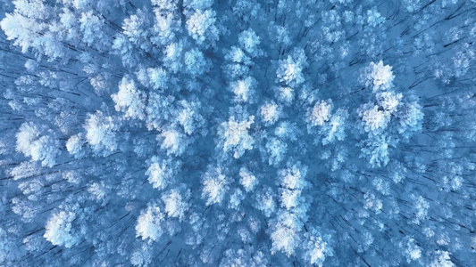 大兴安岭冬天雪景银装素裹林海雪原雪松雾凇冰天雪地视频