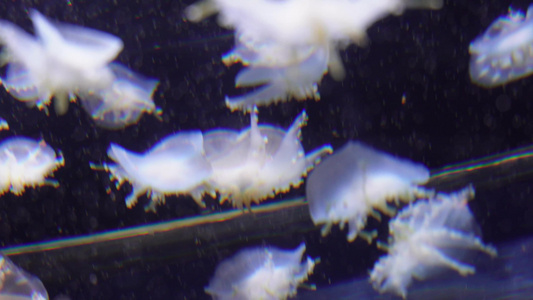 倒立水母海洋生物浮游生物视频