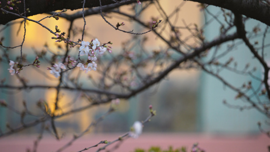 春天樱花季武汉校园盛开的樱花夜景4k素材视频