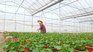 花农打理花圃23秒视频