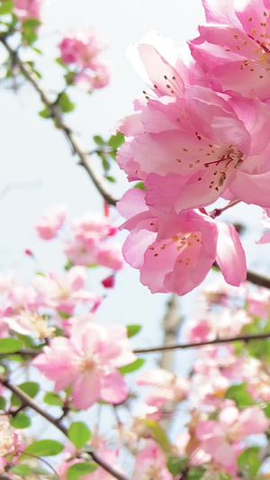 实拍樱花樱花季节13秒视频