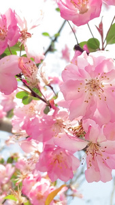 实拍樱花春天盛开的梅花视频