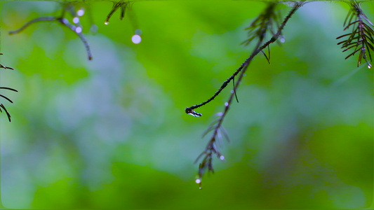 夏季的雨滴视频