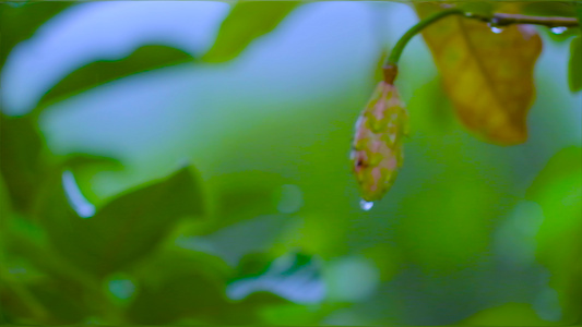 夏季的雨滴视频