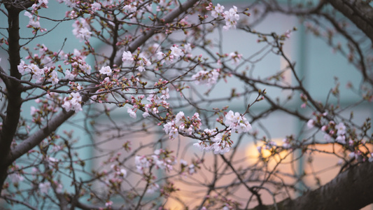 春天花季花期武汉大学校园盛开的樱花4k素材视频