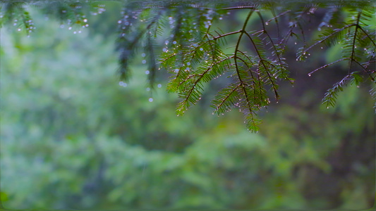 夏季的雨滴视频