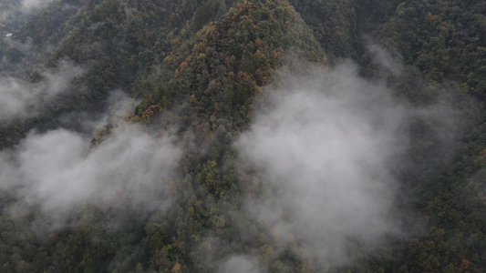 美丽的光雾山林海景色视频