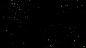 一组竹叶粒子动画12秒视频