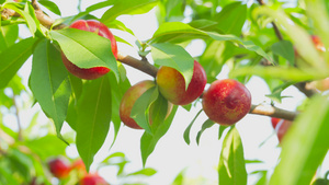 4K实拍夏季水果桃子成熟桃园果园14秒视频