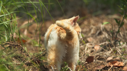 夏天公园里的小猫咪流浪猫视频