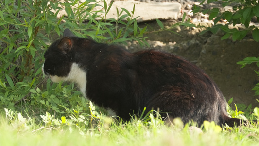 夏天公园里的小猫咪流浪猫视频