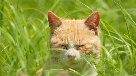 夏天公园里的小猫咪流浪猫视频