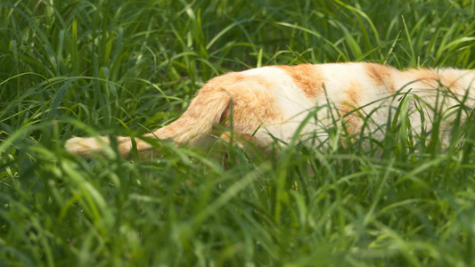 夏天公园里的小猫咪流浪猫视频