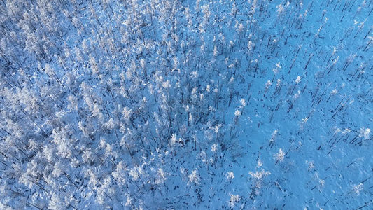 大兴安岭冬天雪景银装素裹林海雪原雪松雾凇冰天雪地视频