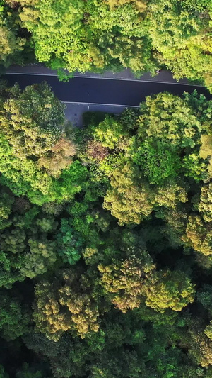 大疆Air2s实拍广州白云山森林自然美21秒视频