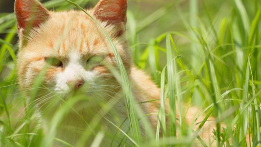 夏天公园里的小猫咪流浪猫视频