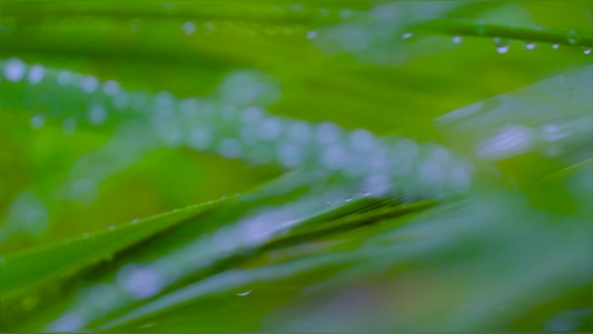 夏季的雨滴视频