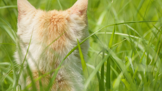 夏天公园里的小猫咪流浪猫视频